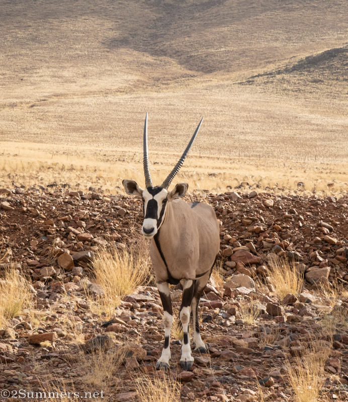 Oryx by the side of the road