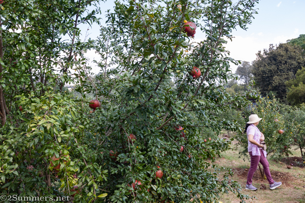 Lady in the pomegranate grove
