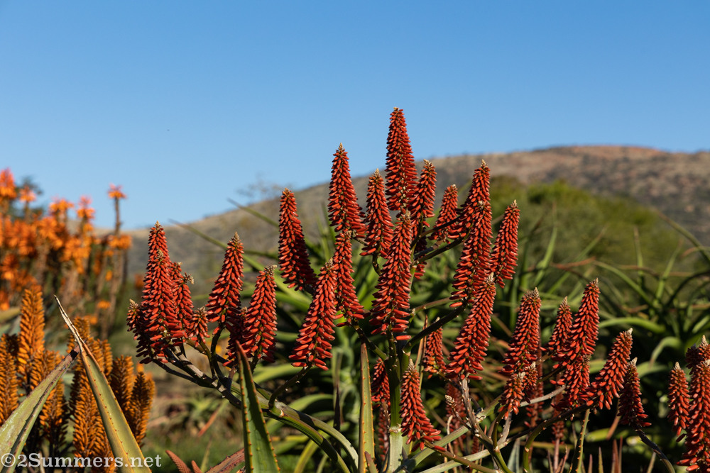Red aloes
