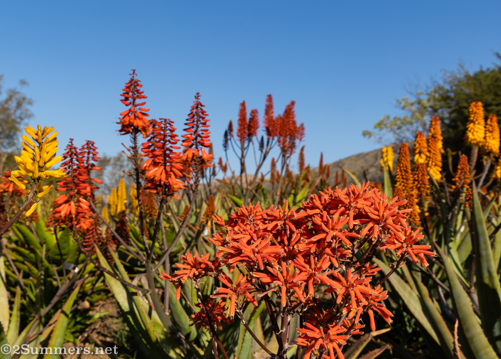 Aloe variety