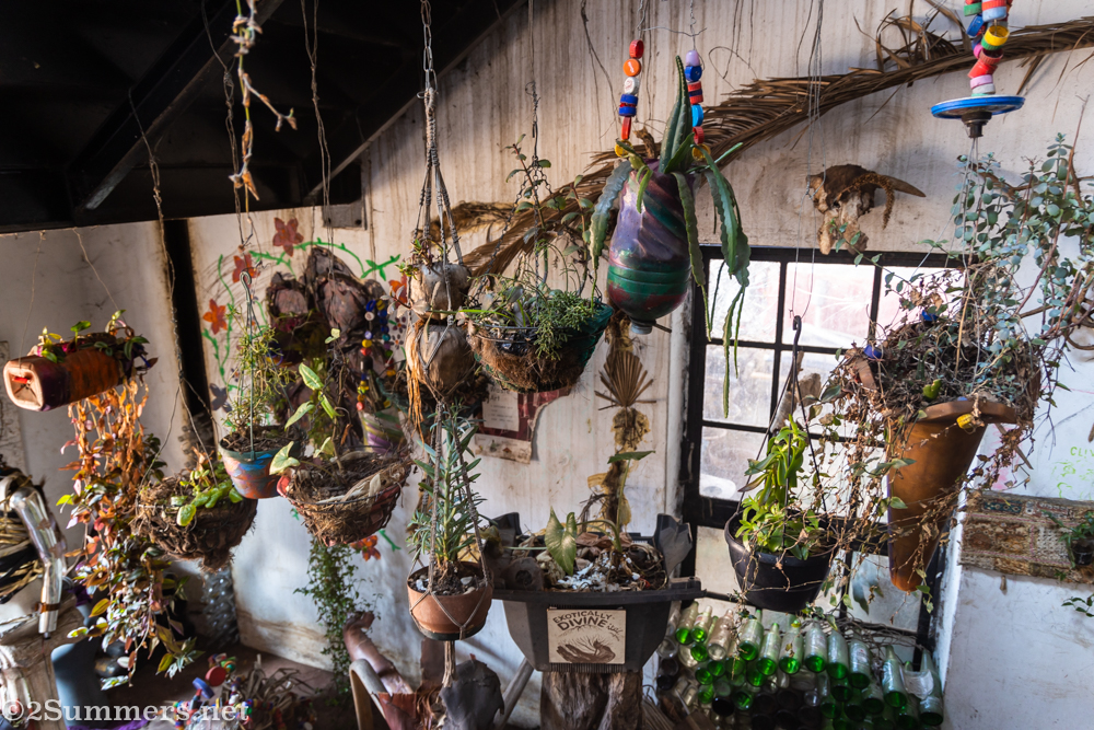 Plants hang in the entrance hall