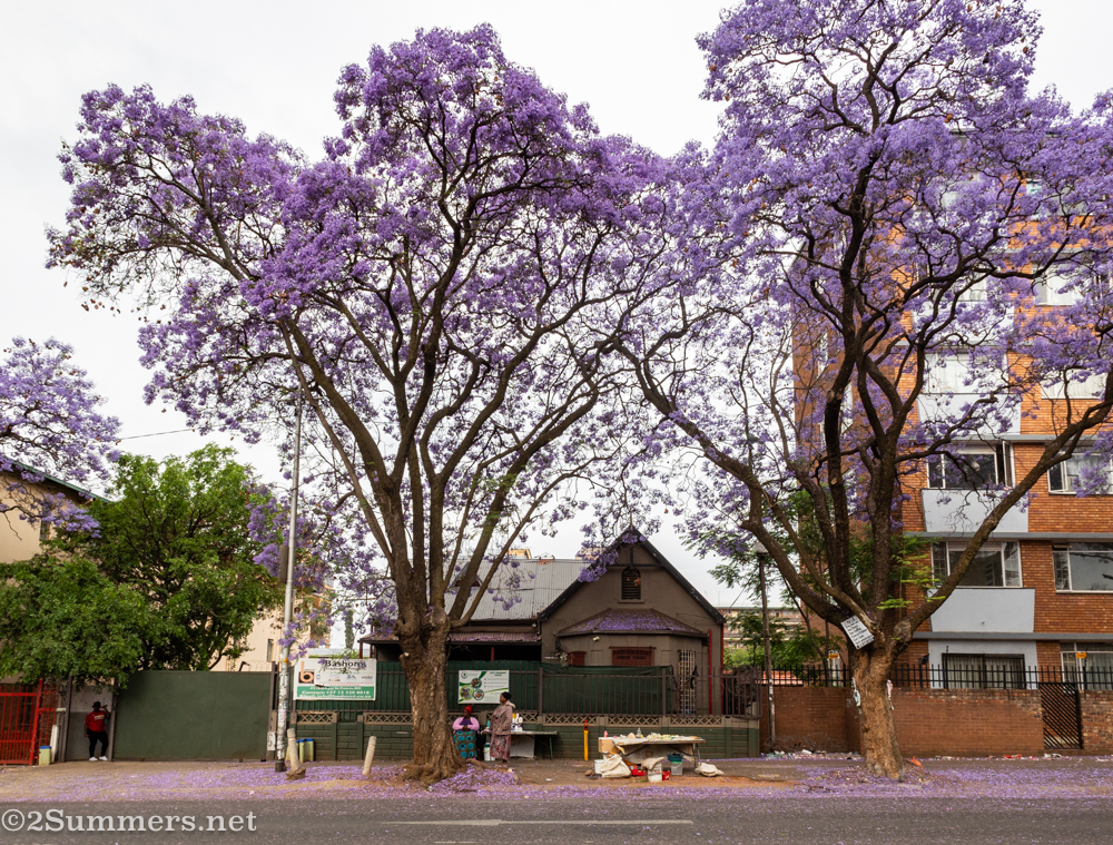 Pretoria jacarandas