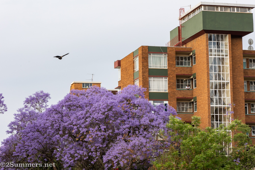 Pretoria jacarandas