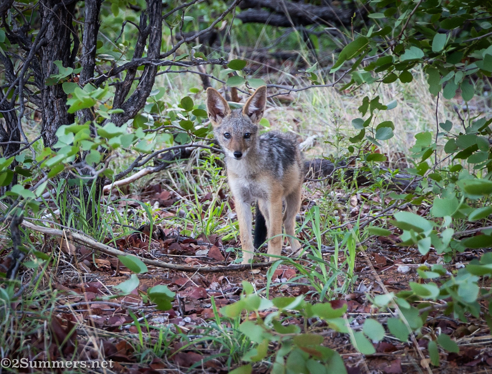 jackal pup