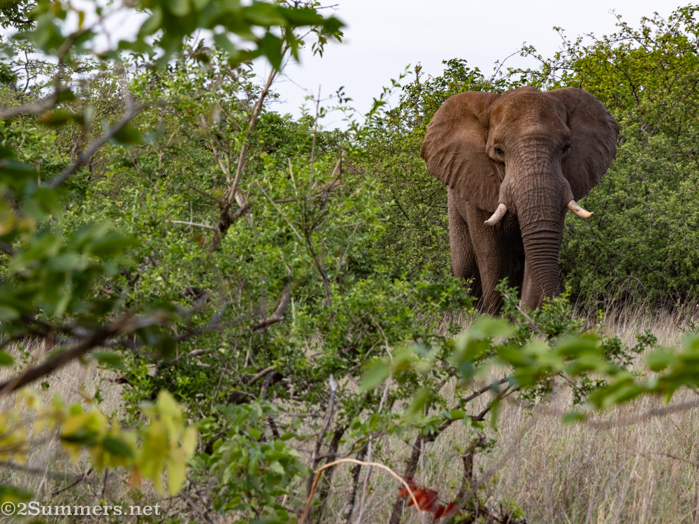Elephant at Mapungubwe National Park
