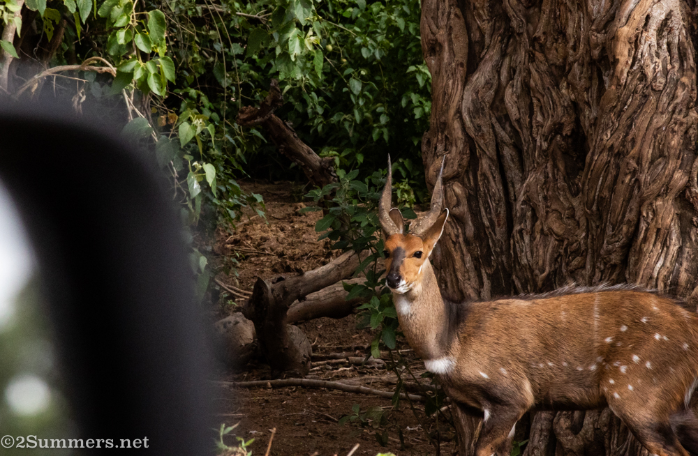 Pretty bushbuck
