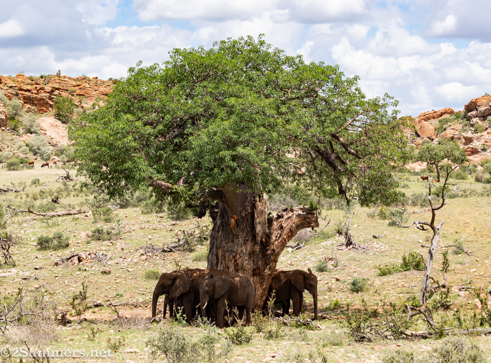 Elephants under baobab