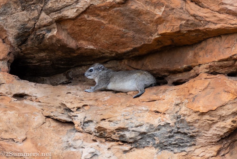 Dassie in the cliff