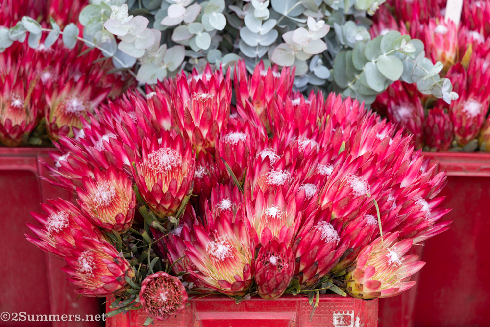Proteas for sale at the Boeremark
