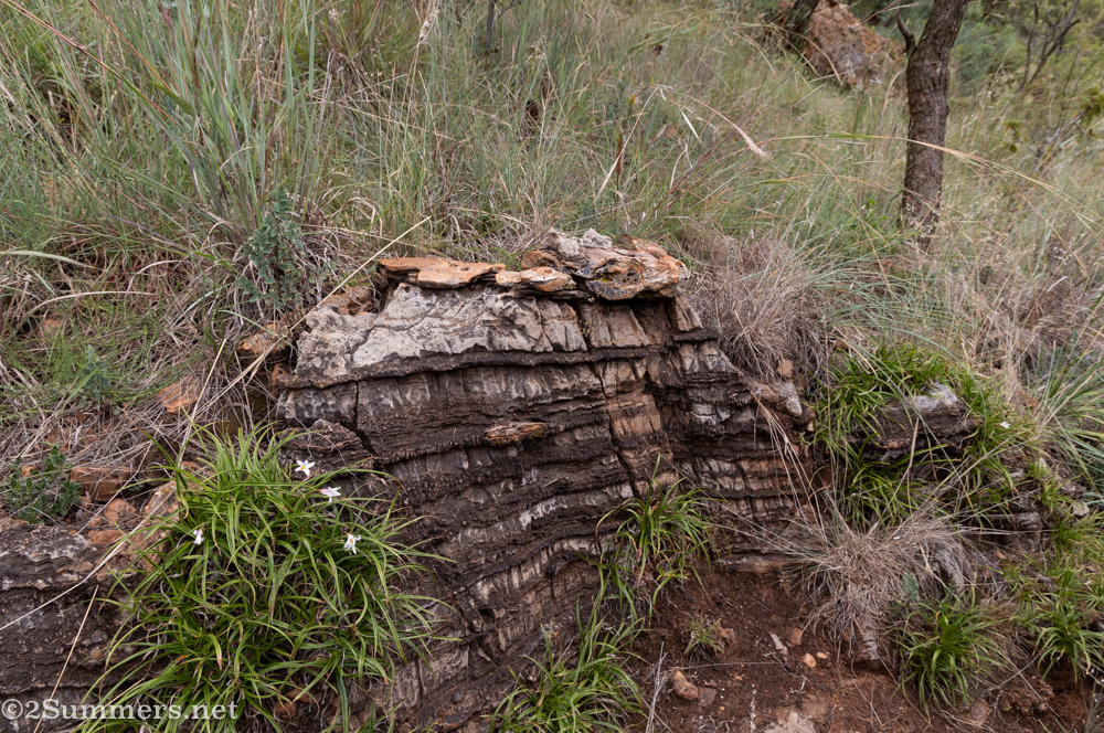 Rare plant in the Cradle