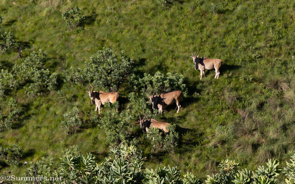 Eland in the Drakenberg