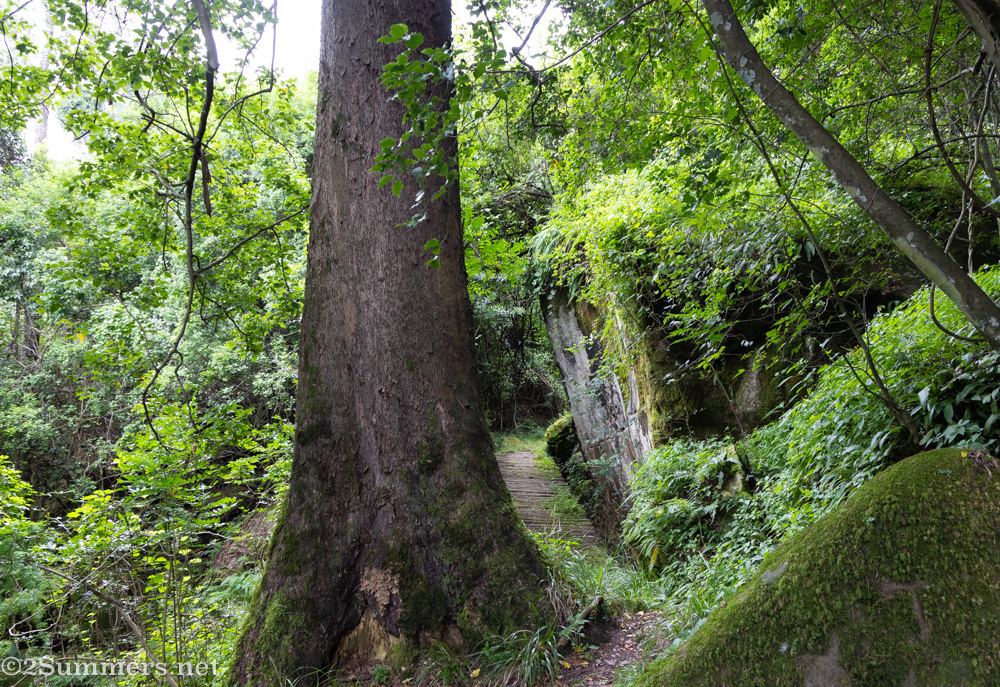 Forest walk trees