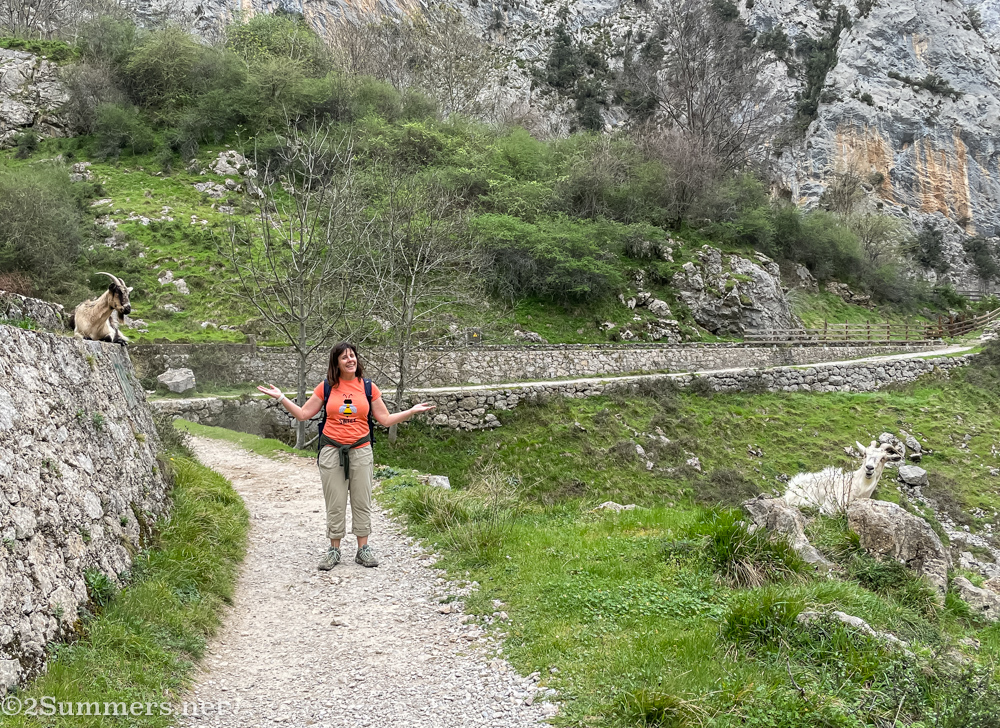 Heather and goats on the Ruta del Cares