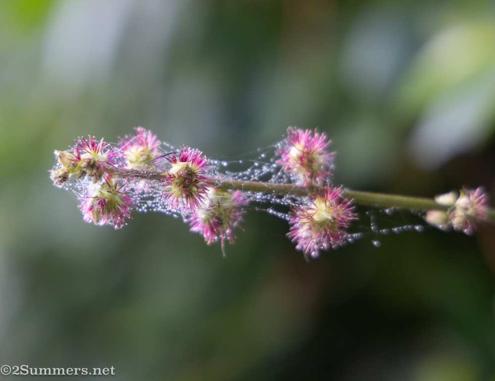 Plant at Mission Rocks