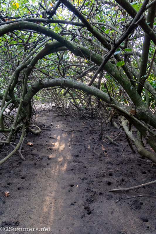 Mangrove forest at Mtunzini