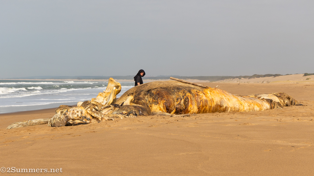 Whale carcass on the beach