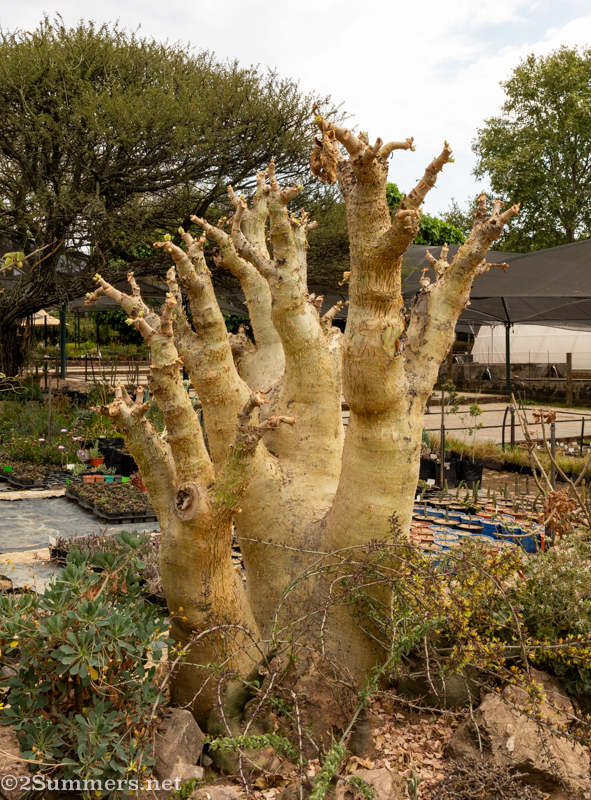 Baobab type tree at Random Harvest