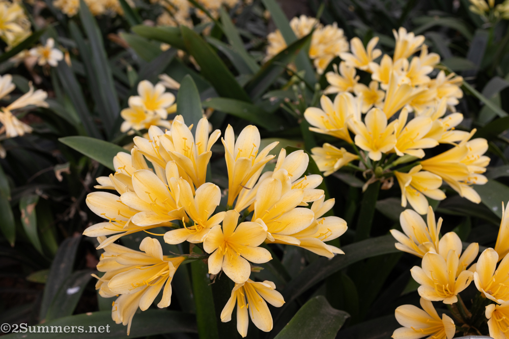 Yellow clivias