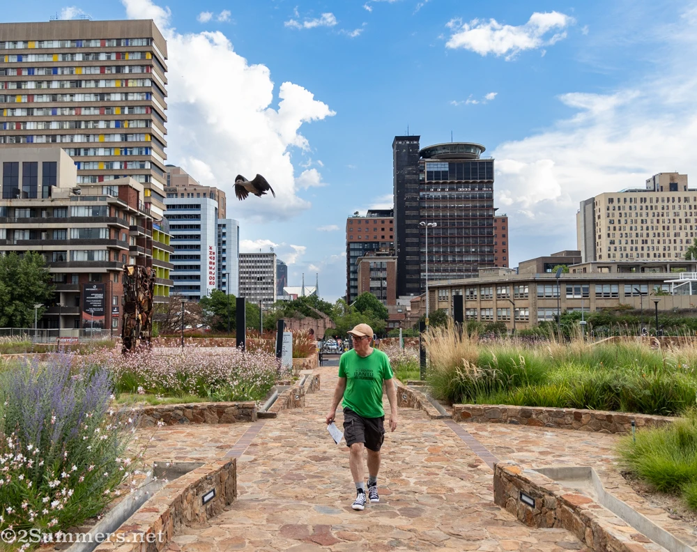 A hadeda flies over Thorsten as he walks through the park