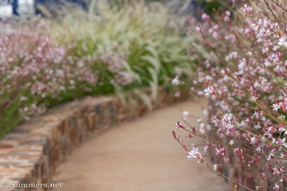 Wildflowers at Indwe Park